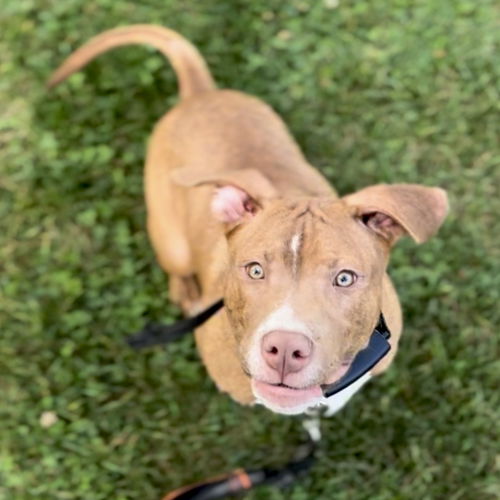 VITO NKA ARCHIE