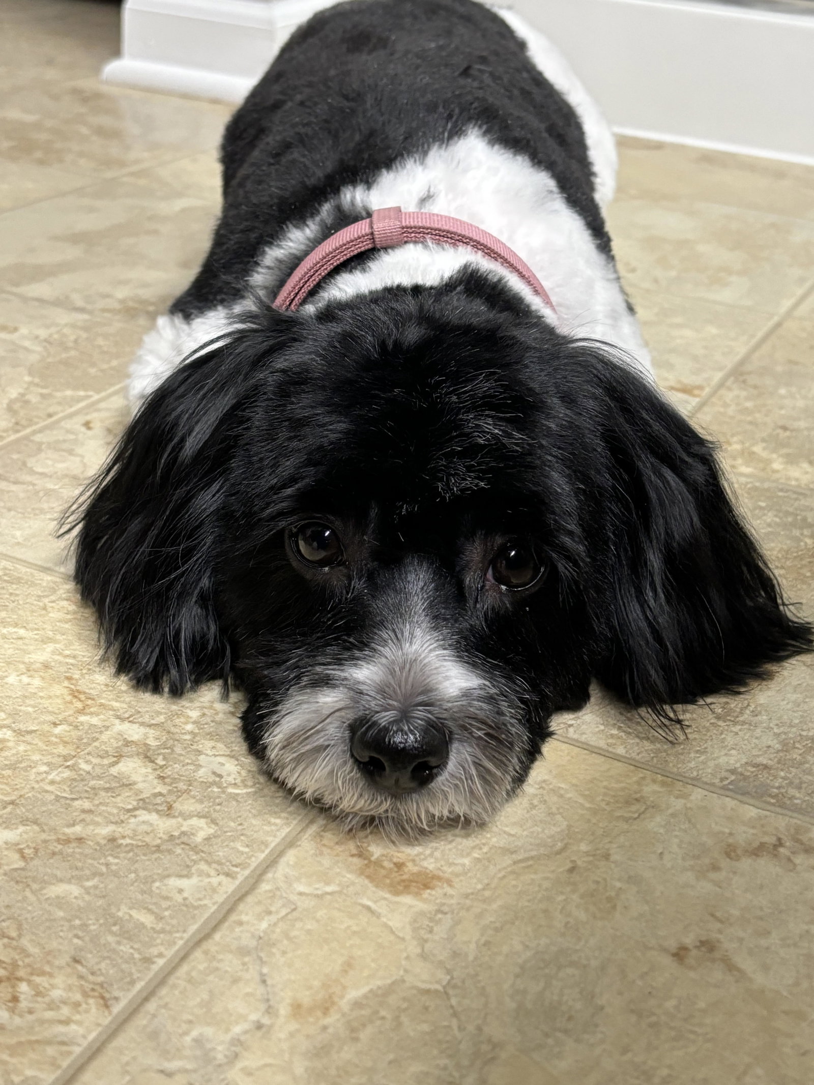 Wisconsin Rescue Dogs Dog for Adoption - BLANCA, a Havanese in Rochester, WI | Alpha Paw