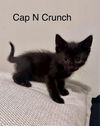 CAT-CAP-N-CRUNCH