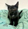 adoptable Cat in Gilberts, IL named CAT-CAP-N-CRUNCH