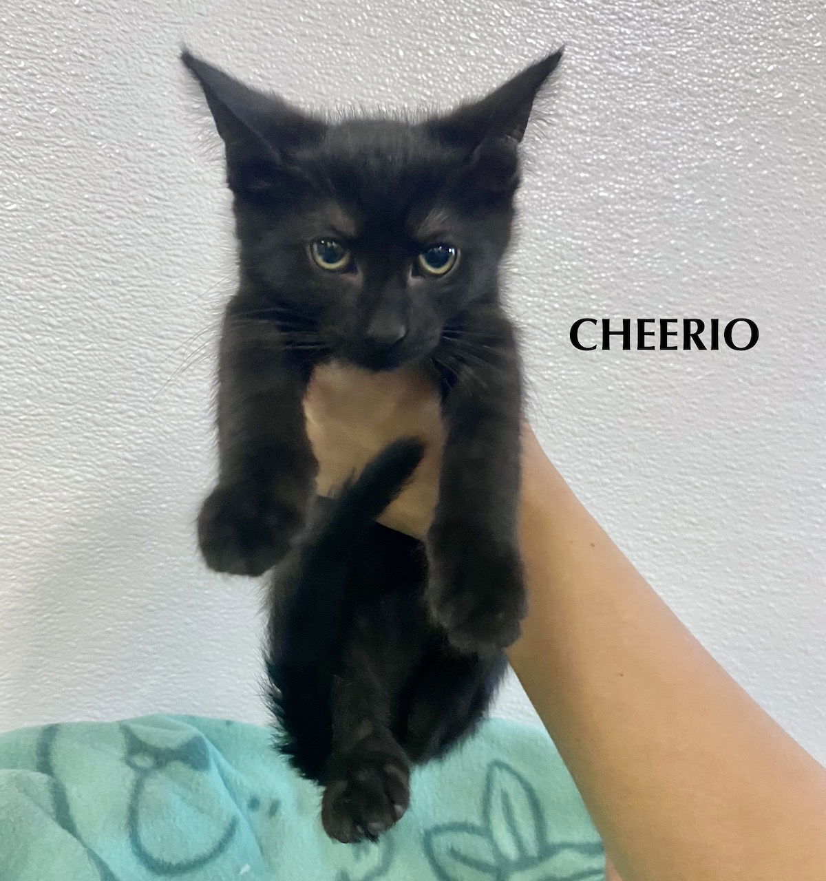 adoptable Cat in Gilberts, IL named CAT-CHEERIO