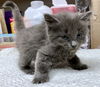 CAT-ZF2 KAA