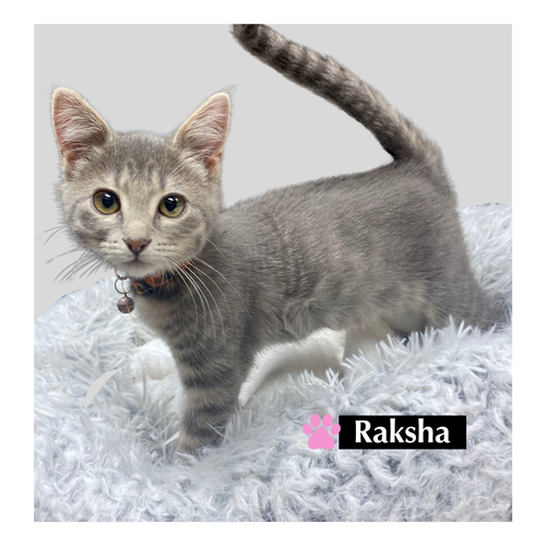 CAT-ZF4 RAKSHA