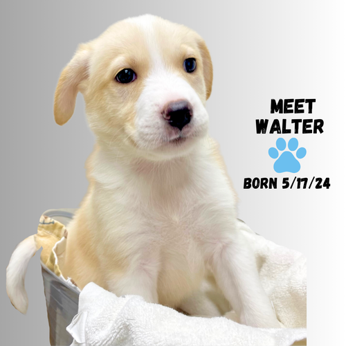 W3M WALTER