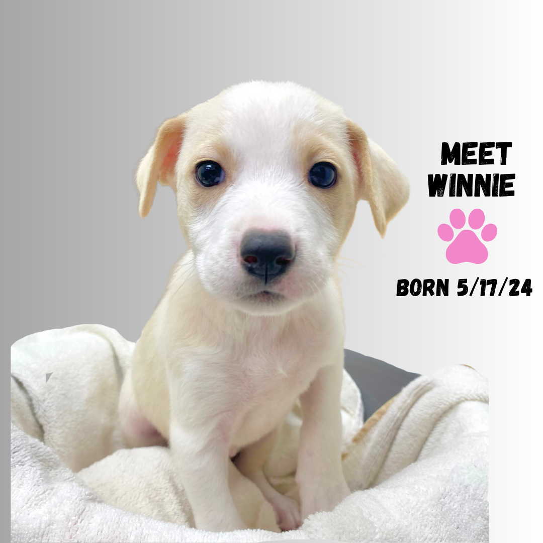 Dog for Adoption W7F WINNIE, a Jack Russell Terrier in Preston
