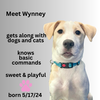 adoptable Dog in Gilberts, IL named W7F WYNNEY