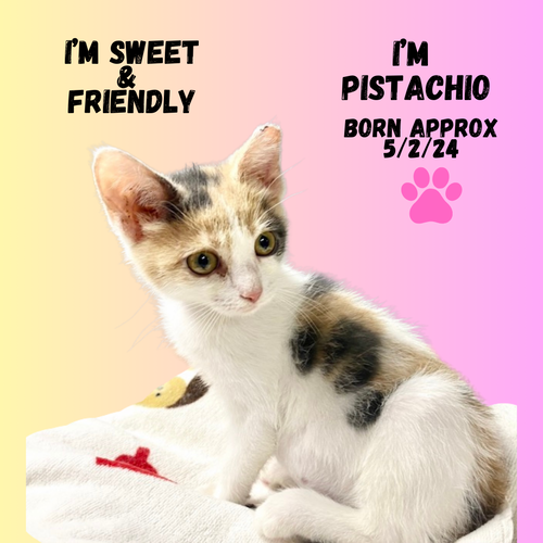 CAT-PISTASHIO