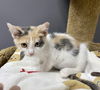 CAT-PISTASHIO