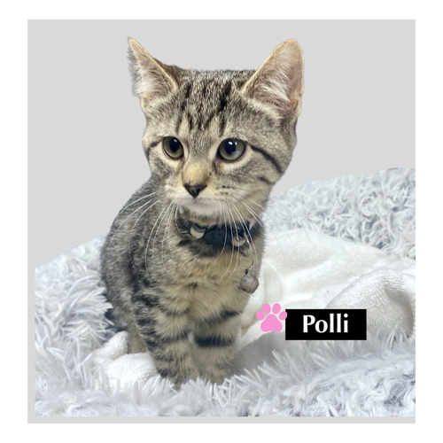 CAT-Polli