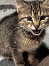 CAT-Poe