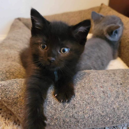 CAT-Binx