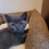 adoptable Cat in Gilberts, IL named CAT-Bentley