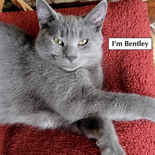 CAT-Bentley