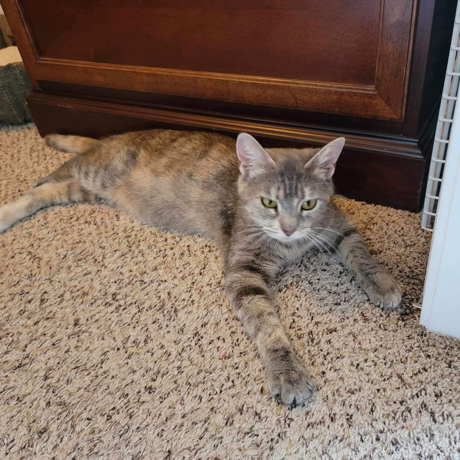 adoptable Cat in Gilberts, IL named CAT-Becky (mom)