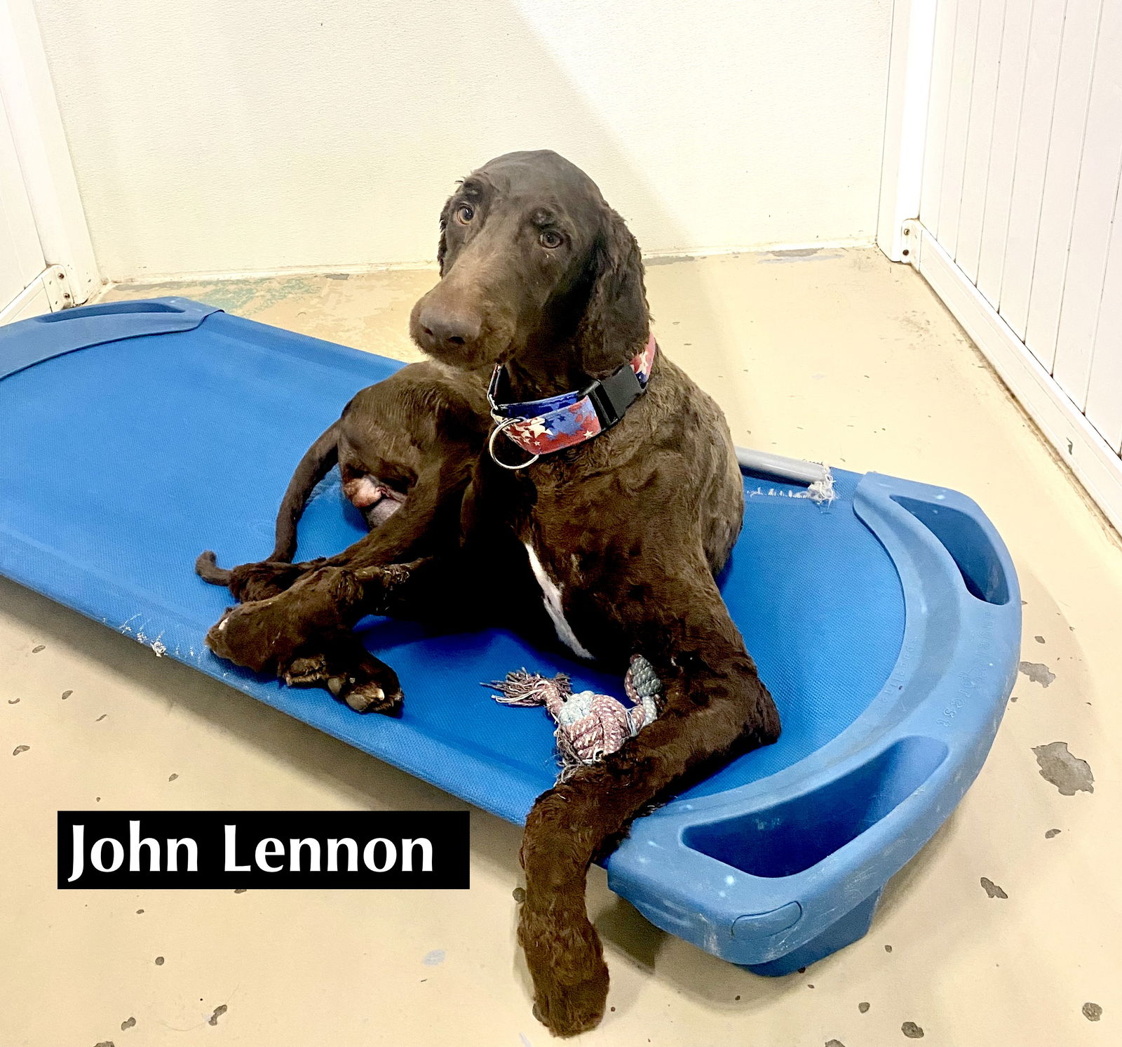 adoptable Dog in Gilberts, IL named John Lennon