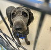 adoptable Dog in , IL named Paul McCartney