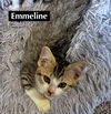 CAT-EMMELINE