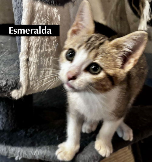 CAT-ESMERALDA