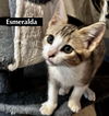 CAT-ESMERALDA