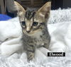 adoptable Cat in Gilberts, IL named CAT-ELWOOD