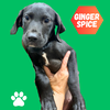 adoptable Dog in  named Ginger Spice