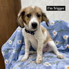 adoptable Dog in  named Trigger