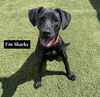 adoptable Dog in Gilberts, IL named Sharky