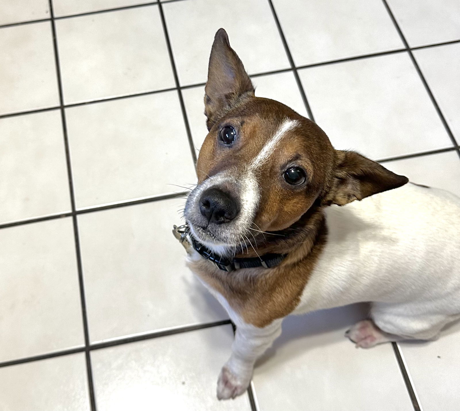 adoptable Dog in Gilberts, IL named Jax