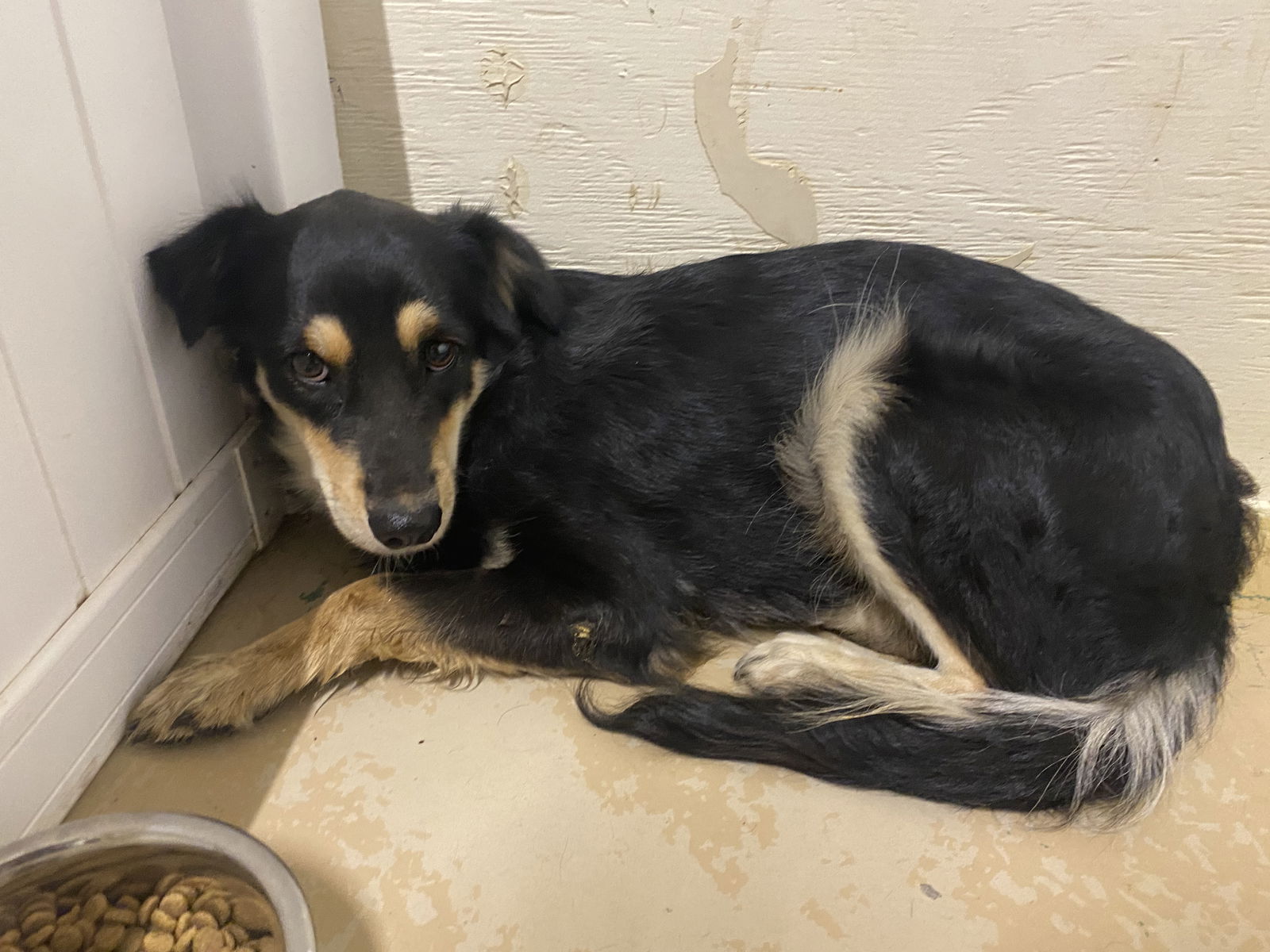 adoptable Dog in Gilberts, IL named Sutton