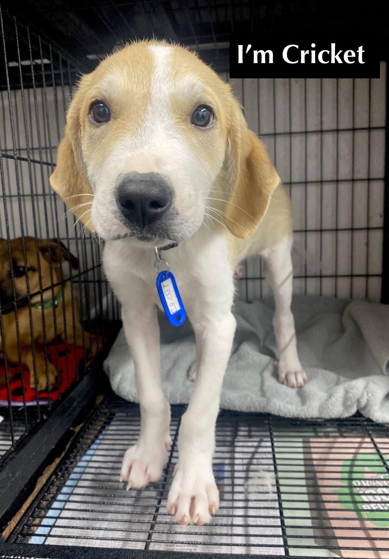 adoptable Dog in Gilberts, IL named CRICKET