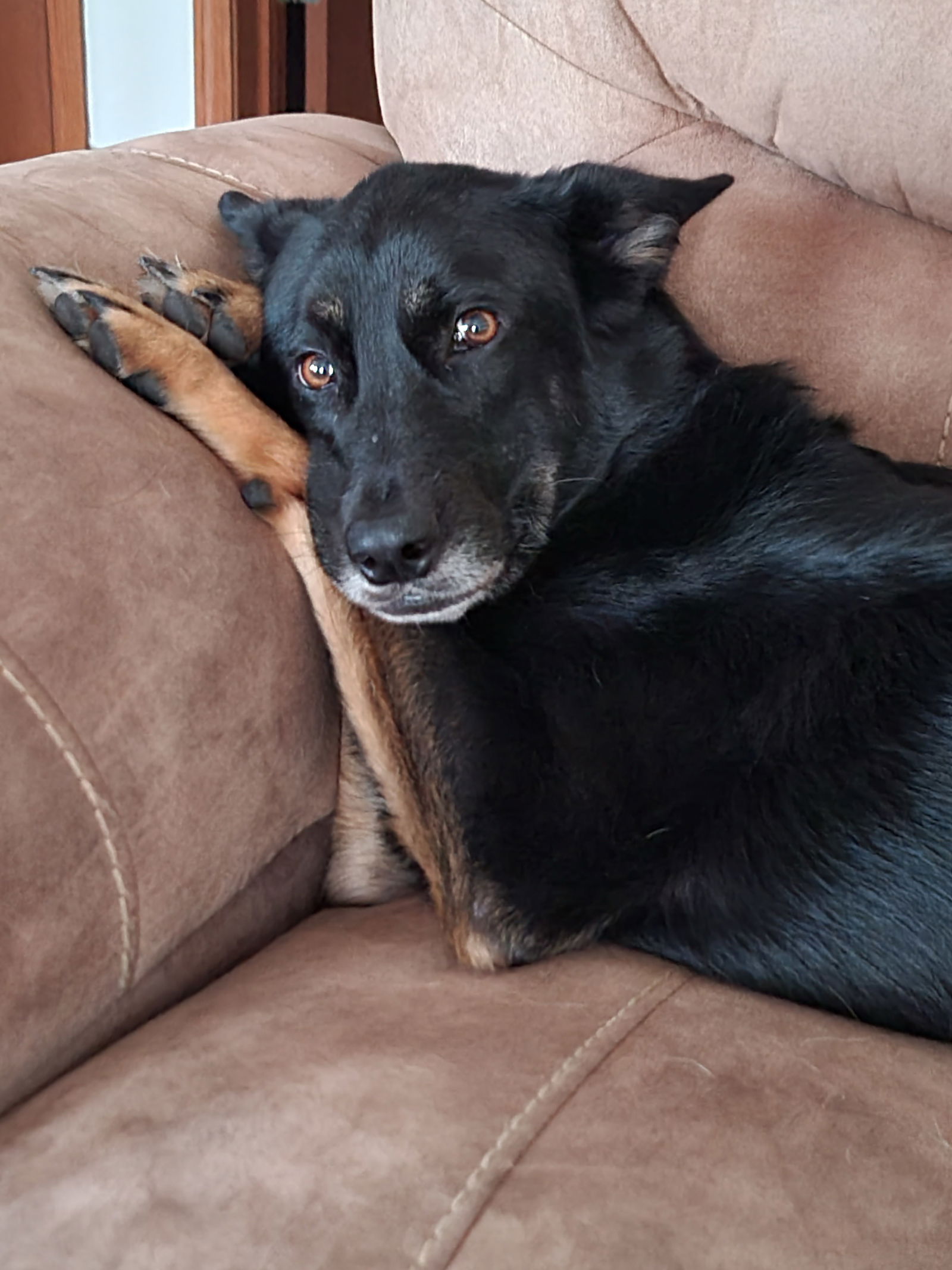 adoptable Dog in Gilberts, IL named Lannie