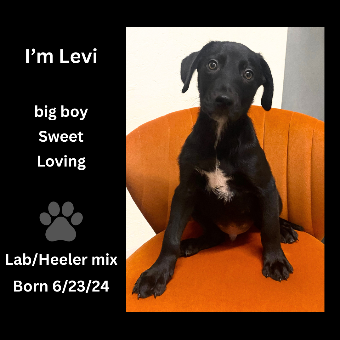 adoptable Dog in Gilberts, IL named levi