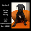 adoptable Dog in  named levi