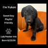 adoptable Dog in  named Yukon