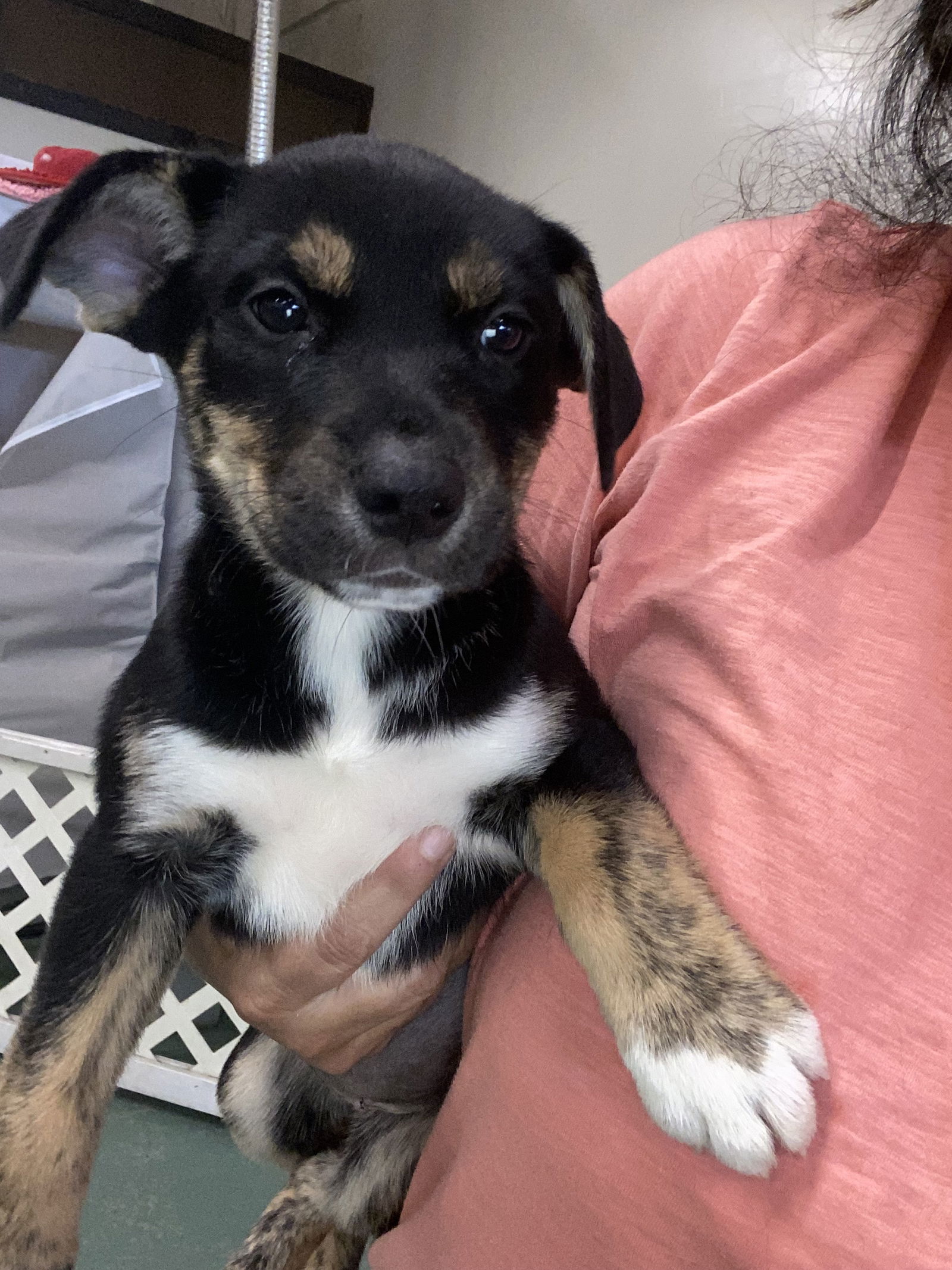 adoptable Dog in Gilberts, IL named Hocus