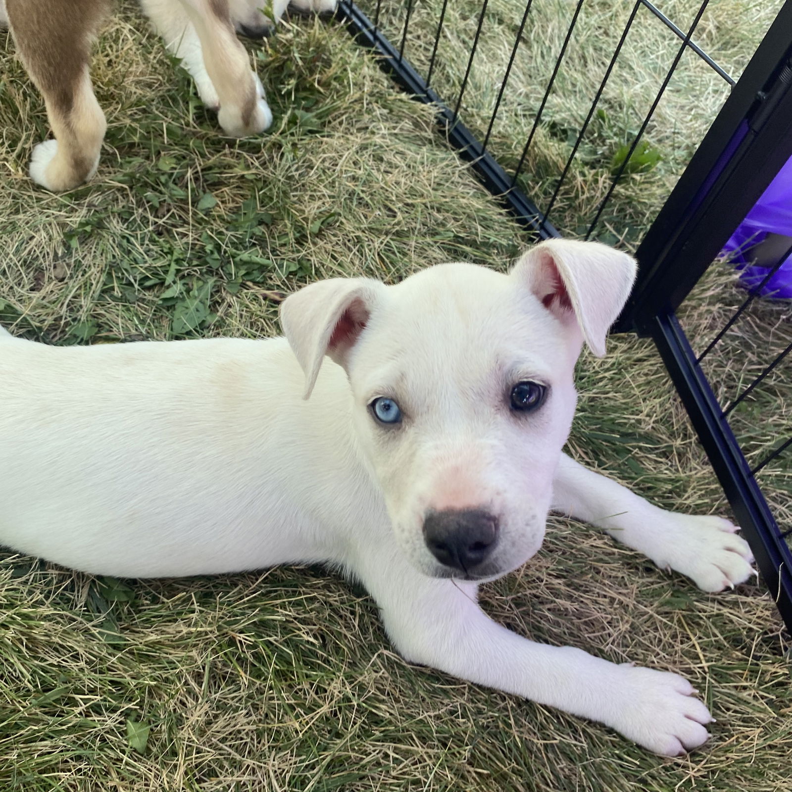 adoptable Dog in Gilberts, IL named Clarisse