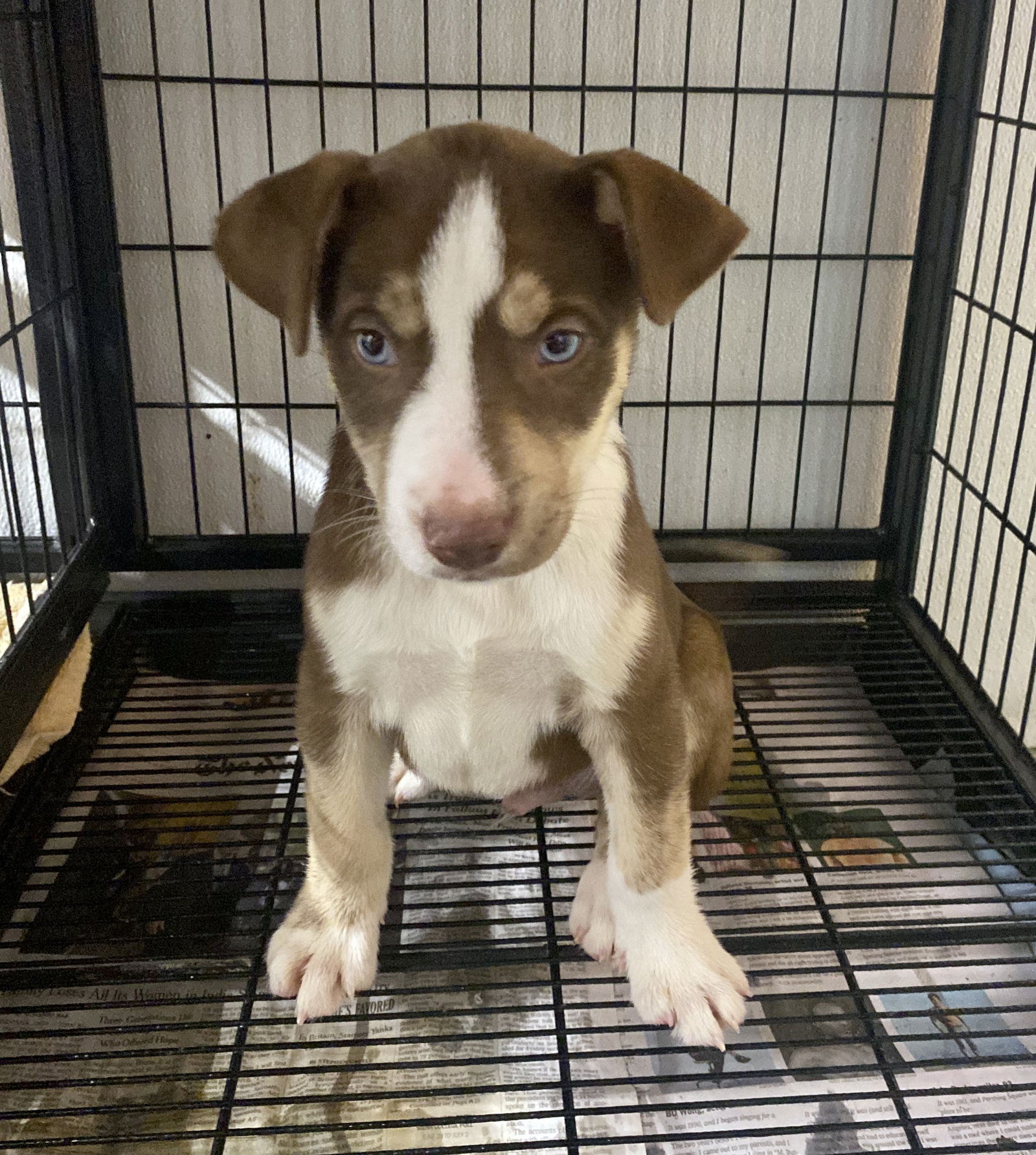 adoptable Dog in Gilberts, IL named Freddie