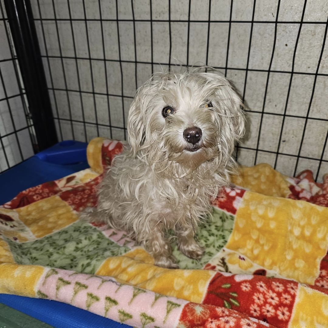 adoptable Dog in Gilberts, IL named Daisy