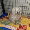 adoptable Dog in , IL named Daisy