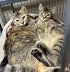 CAT- FAITH
