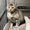 CAT- FAITH