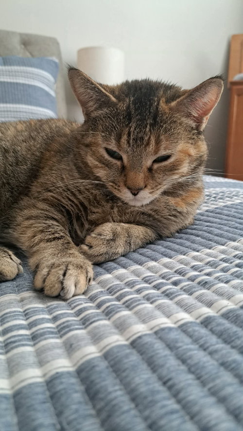 CAT - FAITH - Domestic Short Hair available for adoption