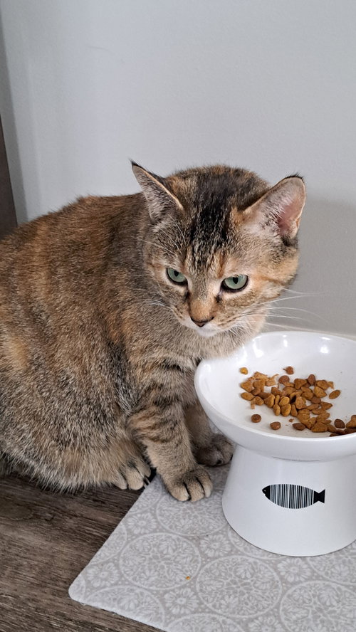 picture of the cat needing adoption