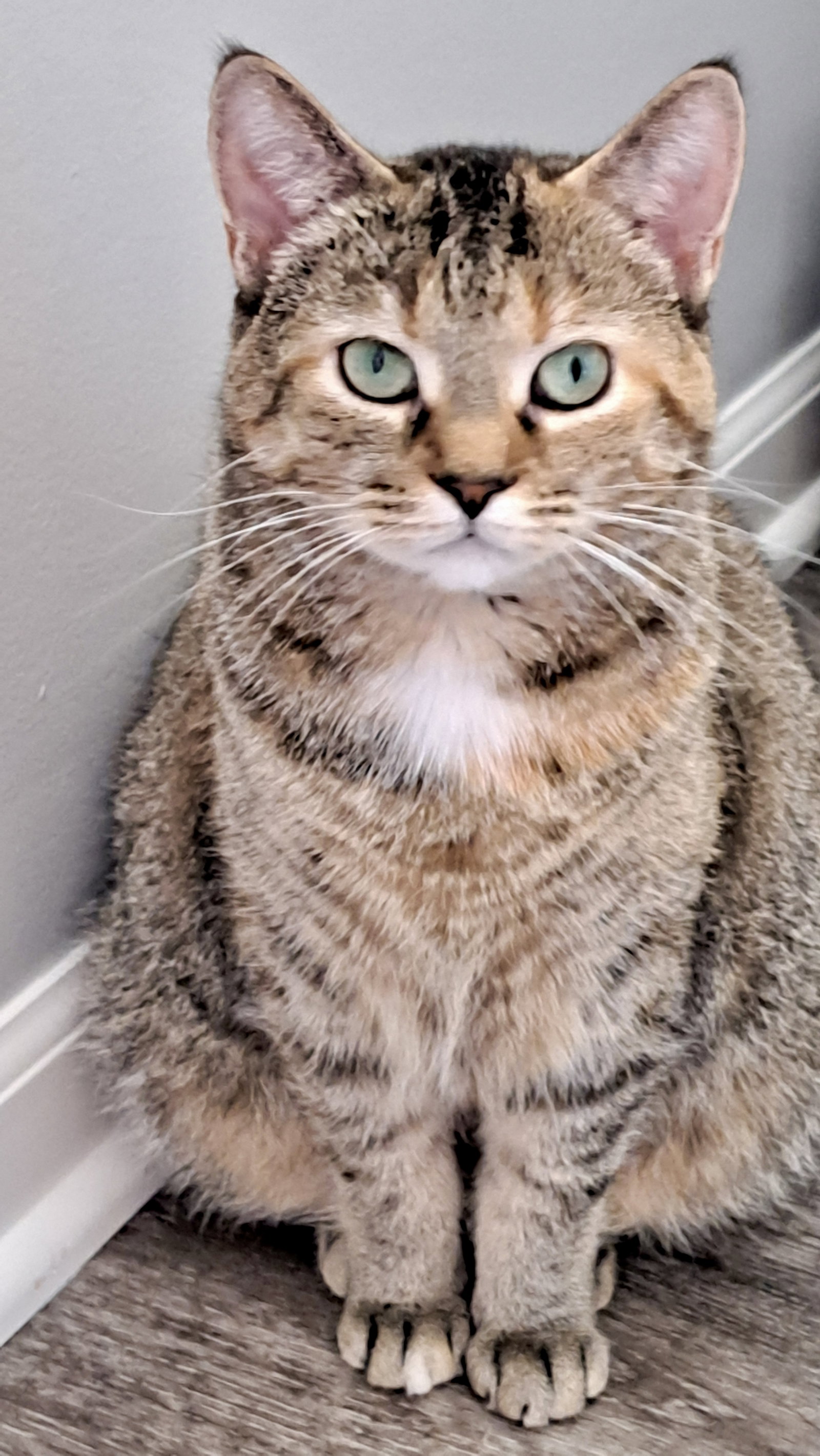 CAT - FAITH Image