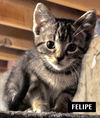 CAT-FELIPE