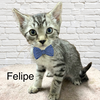 CAT-FELIPE