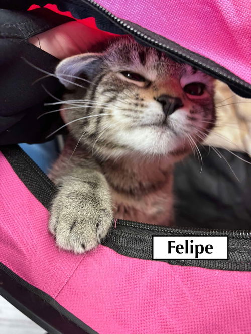 CAT-FELIPE