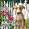 Emmett E Litter