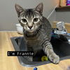 CAT-FRANNIE