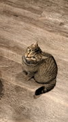 CAT - FRANNIE - Photo 2